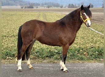 Welsh-C, Merrie, 3 Jaar, 122 cm, Bruin