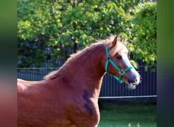 Welsh-C, Merrie, 3 Jaar, 140 cm, Vos