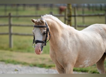 Welsh-C, Merrie, 4 Jaar, 127 cm, Palomino