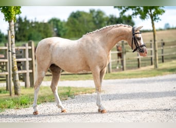 Welsh-C, Merrie, 4 Jaar, 127 cm, Palomino
