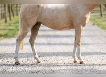 Welsh-C, Merrie, 4 Jaar, 127 cm, Palomino
