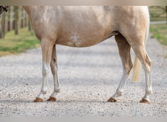 Welsh-C, Merrie, 4 Jaar, 127 cm, Palomino