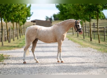 Welsh-C, Merrie, 4 Jaar, 127 cm, Palomino