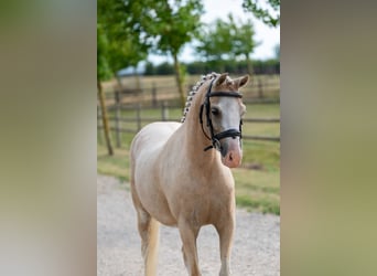Welsh-C, Merrie, 4 Jaar, 127 cm, Palomino