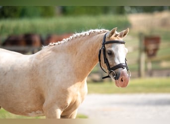 Welsh-C, Merrie, 4 Jaar, 127 cm, Palomino