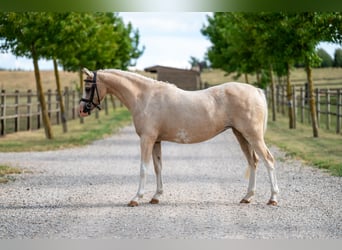 Welsh-C, Merrie, 4 Jaar, 127 cm, Palomino