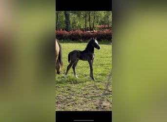 Welsh-C, Merrie, 4 Jaar, 132 cm, Falbe