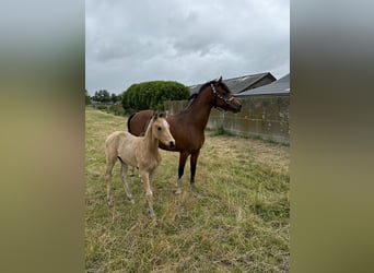 Welsh-C, Merrie, 4 Jaar, 135 cm, Bruin