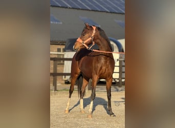 Welsh-C, Merrie, 4 Jaar, 135 cm, Bruin