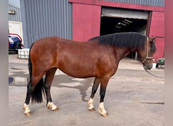 Welsh-C, Merrie, 4 Jaar, 137 cm, Roodbruin