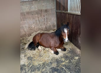 Welsh-C, Merrie, 4 Jaar, 137 cm, Roodbruin