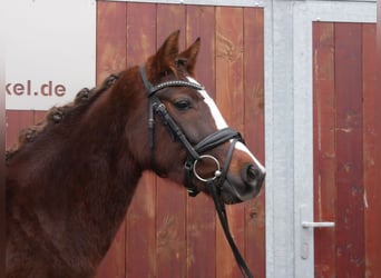 Welsh-C, Merrie, 4 Jaar, 145 cm, Donkere-vos