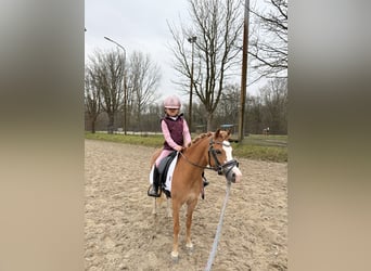 Welsh-C, Merrie, 5 Jaar, 116 cm, Vos