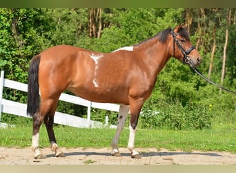 Welsh-C, Merrie, 5 Jaar, 132 cm, Gevlekt-paard