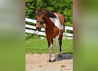 Welsh-C, Merrie, 5 Jaar, 132 cm, Gevlekt-paard