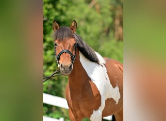 Welsh-C, Merrie, 5 Jaar, 132 cm, Gevlekt-paard