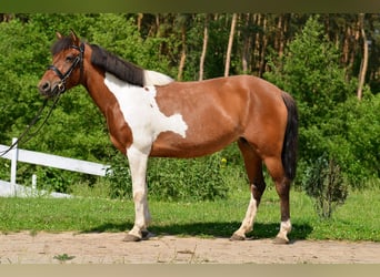 Welsh-C, Merrie, 5 Jaar, 132 cm, Gevlekt-paard