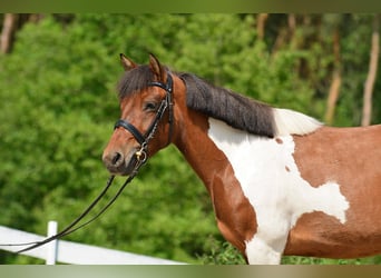 Welsh-C, Merrie, 5 Jaar, 132 cm, Gevlekt-paard