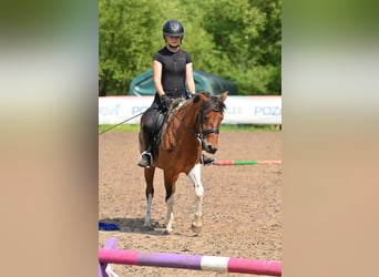 Welsh-C, Merrie, 5 Jaar, 132 cm, Gevlekt-paard