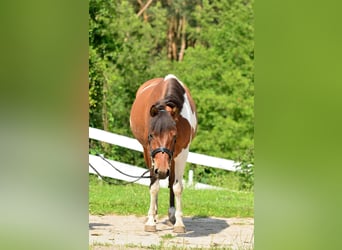 Welsh-C, Merrie, 5 Jaar, 132 cm, Gevlekt-paard