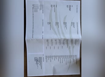 Welsh-C, Merrie, 5 Jaar, 137 cm, Zwart