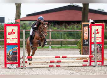 Welsh-C, Merrie, 5 Jaar, 140 cm, Bruin