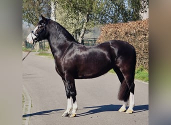Welsh-C, Merrie, 5 Jaar, 146 cm, Zwart