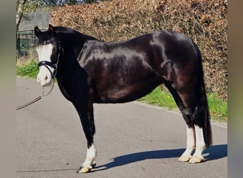 Welsh-C, Merrie, 5 Jaar, 146 cm, Zwart
