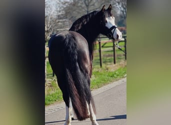 Welsh-C, Merrie, 5 Jaar, 146 cm, Zwart