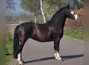 Welsh-C, Merrie, 5 Jaar, 146 cm, Zwart