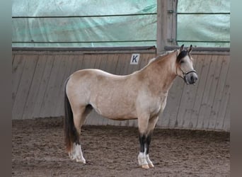 Welsh-C, Merrie, 5 Jaar, Buckskin