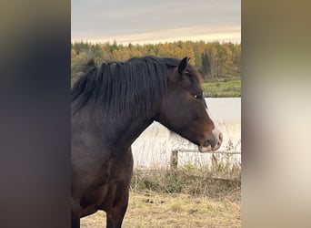 Welsh-C, Merrie, 6 Jaar, 135 cm, Bruin