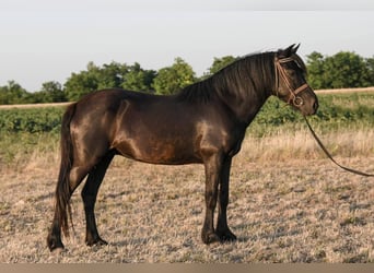 Welsh-C, Merrie, 6 Jaar, 138 cm, Zwart