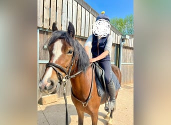 Welsh-C, Merrie, 6 Jaar, Roodbruin