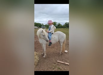 Welsh-C Mix, Merrie, 7 Jaar, 120 cm, Schimmel