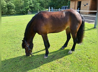 Welsh-C, Merrie, 7 Jaar, 129 cm, Donkerbruin