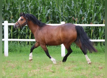 Welsh-C, Merrie, 7 Jaar, 130 cm, Donkerbruin