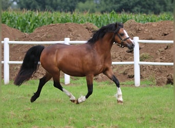 Welsh-C, Merrie, 7 Jaar, 130 cm, Donkerbruin