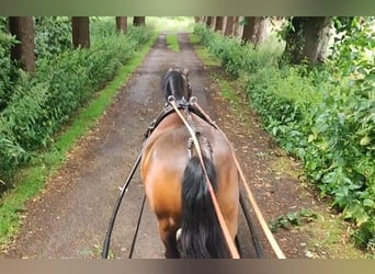 Welsh-C, Merrie, 7 Jaar, 130 cm, Donkerbruin