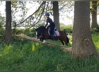 Welsh-C, Merrie, 7 Jaar, 130 cm, Donkerbruin