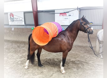 Welsh-C, Merrie, 7 Jaar, 130 cm, Donkerbruin