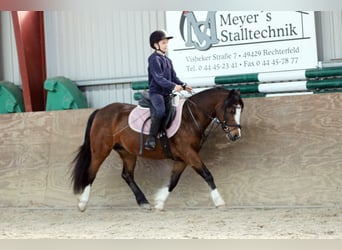 Welsh-C, Merrie, 7 Jaar, 130 cm, Donkerbruin