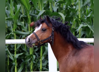 Welsh-C, Merrie, 7 Jaar, 130 cm, Donkerbruin