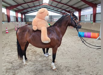Welsh-C, Merrie, 7 Jaar, 130 cm, Donkerbruin