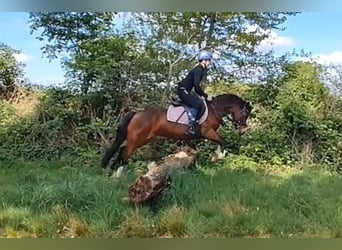 Welsh-C, Merrie, 7 Jaar, 130 cm, Donkerbruin