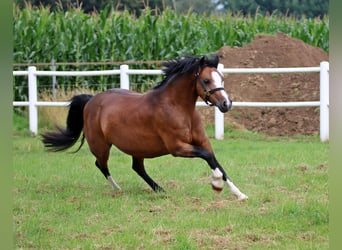 Welsh-C, Merrie, 7 Jaar, 130 cm, Donkerbruin