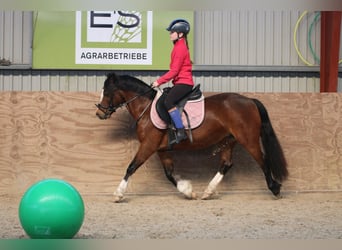 Welsh-C, Merrie, 7 Jaar, 130 cm, Donkerbruin