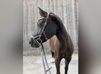 Welsh-C, Merrie, 7 Jaar, 132 cm, Zwart