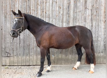Welsh-C, Merrie, 7 Jaar, 132 cm, Zwart
