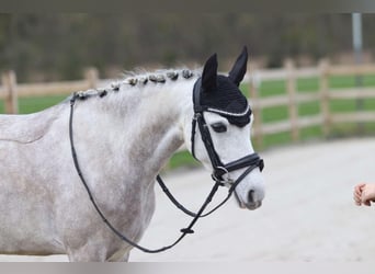 Welsh-C, Merrie, 7 Jaar, 134 cm, Schimmel